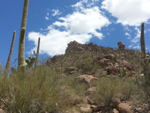 Tucson Desert 02